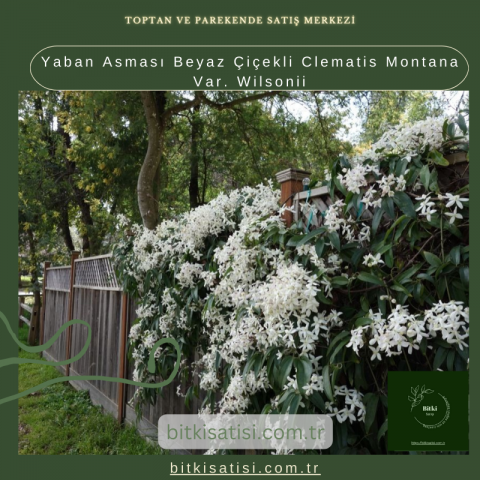 Yaban Asması Beyaz Çiçekli Clematis Montana Var. Wilsonii