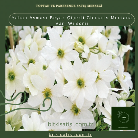 Yaban Asması Beyaz Çiçekli Clematis Montana Var. Wilsonii