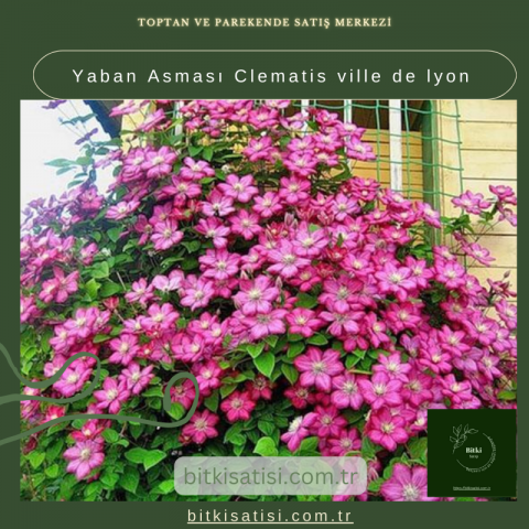 Yaban Asması Clematis ville de lyon
