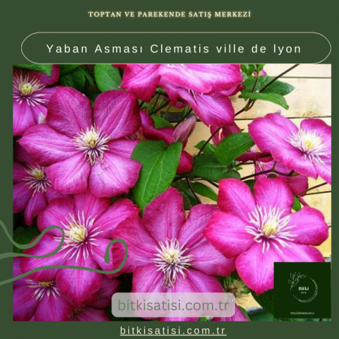Yaban Asması Clematis ville de lyon