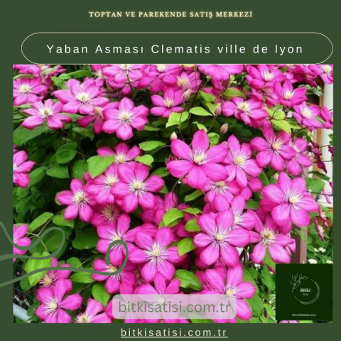 Yaban Asması Clematis ville de lyon
