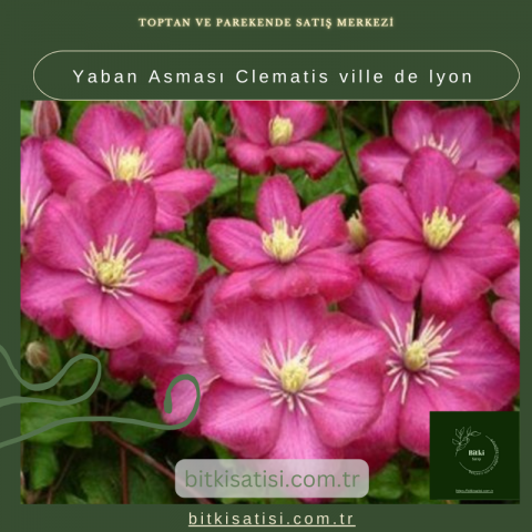 Yaban Asması Clematis ville de lyon