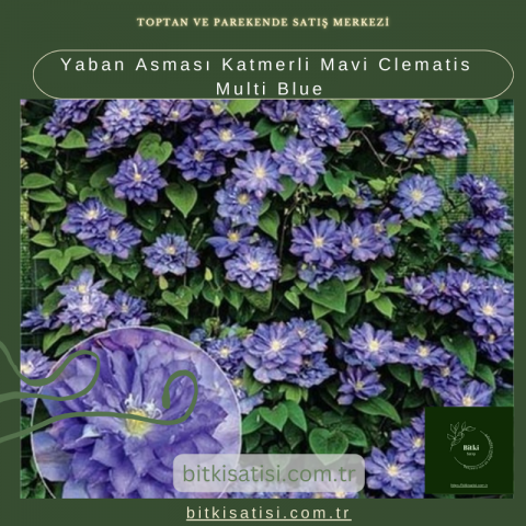 Yaban Asması Katmerli Mavi Clematis Multi Blue