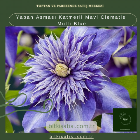 Yaban Asması Katmerli Mavi Clematis Multi Blue