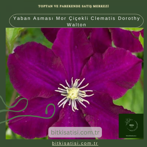 Yaban Asması Mor Çiçekli Clematis Dorothy Walton