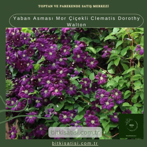Yaban Asması Mor Çiçekli Clematis Dorothy Walton