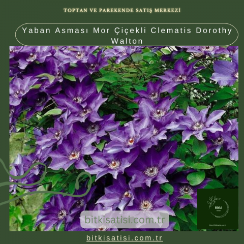 Yaban Asması Mor Çiçekli Clematis Dorothy Walton