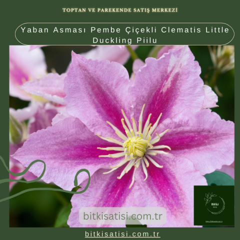 Yaban Asması Pembe Çiçekli Clematis Little Duckling Piilu