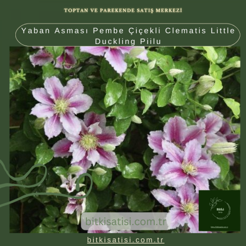 Yaban Asması Pembe Çiçekli Clematis Little Duckling Piilu