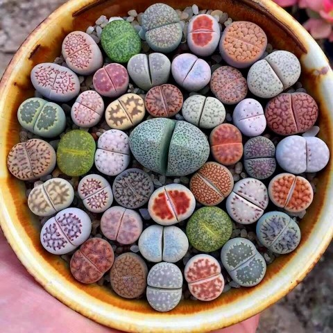 Yaşayan Taşlar: Lithops Taş Kaktüsü İle Bahçenize Estetik Katın