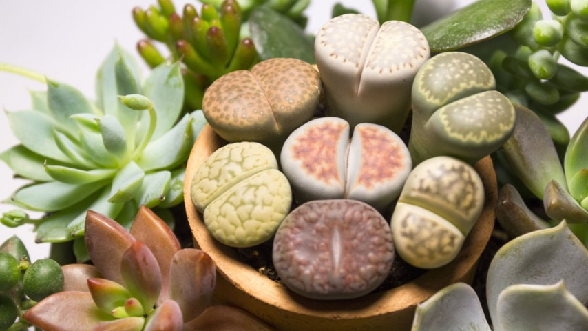 Yaşayan Taşlar: Lithops Taş Kaktüsü İle Bahçenize Estetik Katın