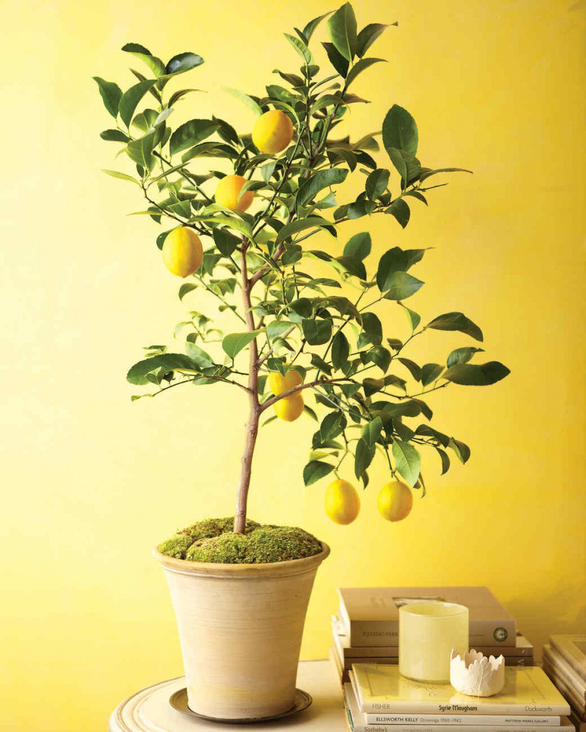 Yediveren Limon ile Taze ve Sağlıklı Meyveler Yetiştirin