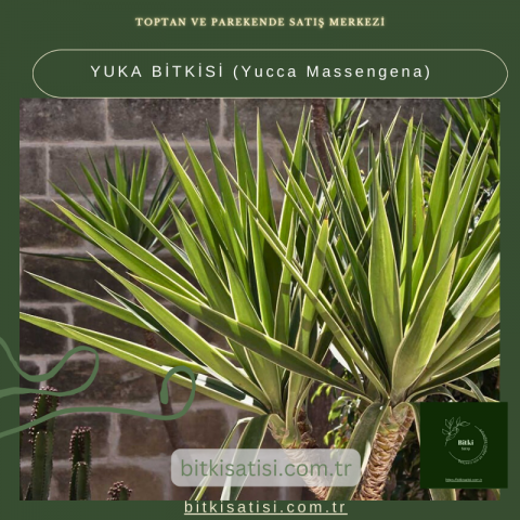 YUKA BİTKİSİ (Yucca Massengena)