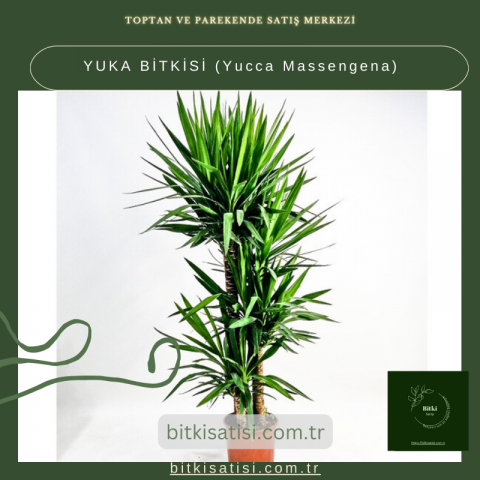 YUKA BİTKİSİ (Yucca Massengena)