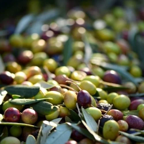 Yüksek Verimli Zeytinler İçin Hakiki Gemlik Zeytin Fidanı Satışta!