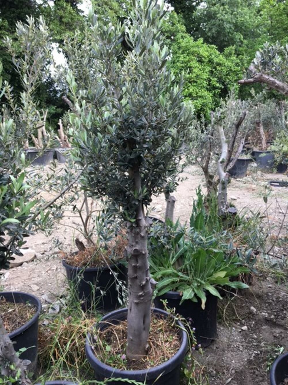Yüksek Verimli Zeytinler İçin Hakiki Gemlik Zeytin Fidanı Satışta!