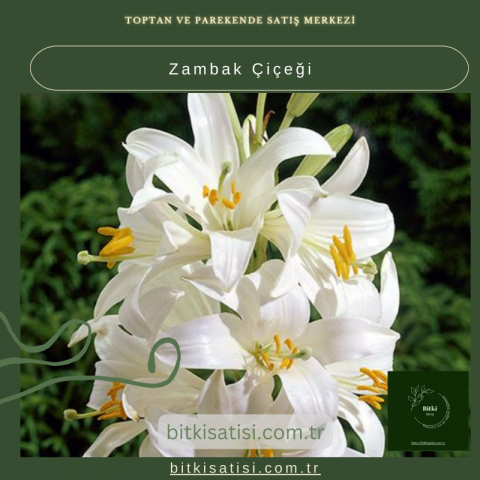 Zambak Çiçeği ile Bahçenizi Canlandırın: Renkli ve Kokulu Çiçekler