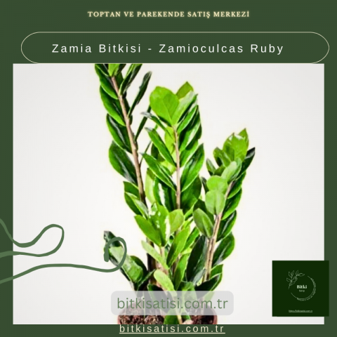 Zamia Bitkisi - Zamioculcas Ruby