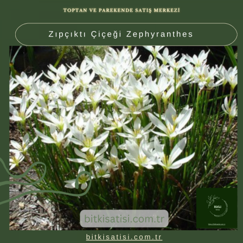 Zıpçıktı Çiçeği Zephyranthes