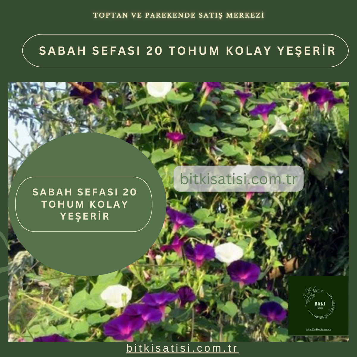 Sabah Sefası 20 Tohum Kolay Yeşerir