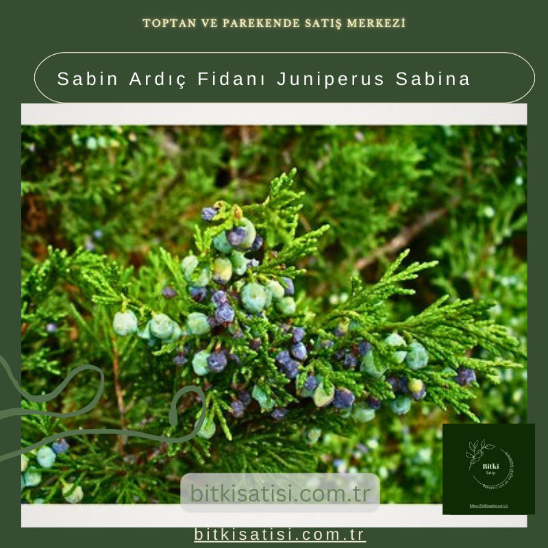 Sabin Ardıç Fidanı Juniperus Sabina