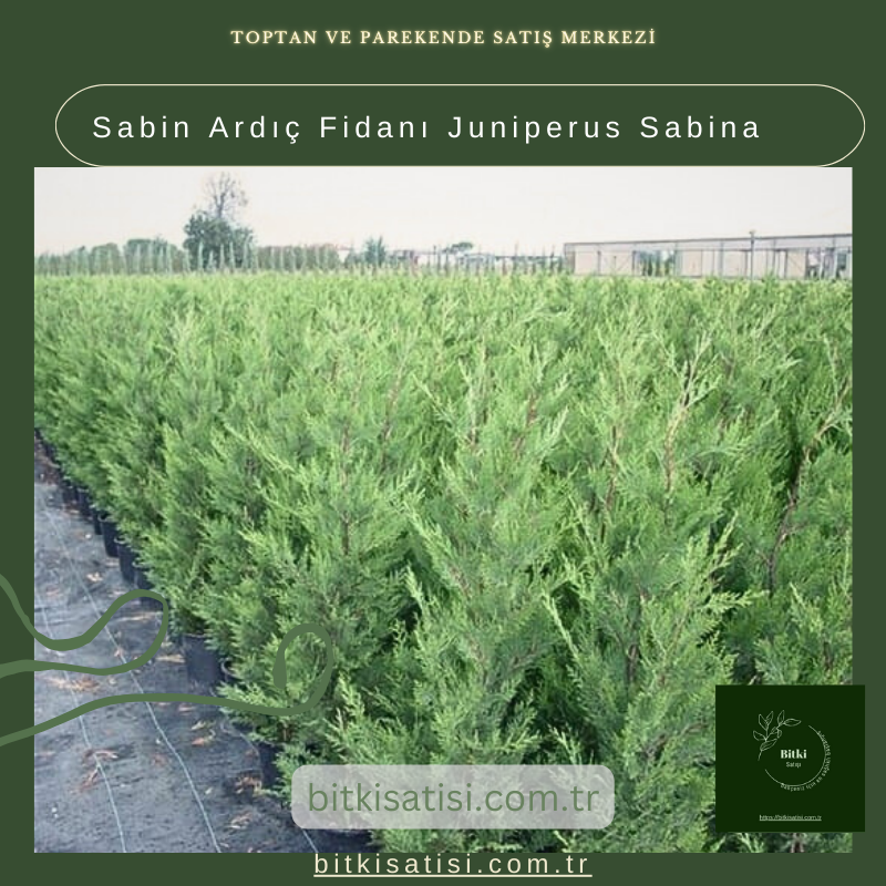 Sabin Ardıç Fidanı Juniperus Sabina