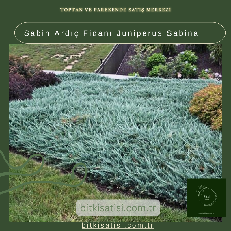 Sabin Ardıç Fidanı Juniperus Sabina