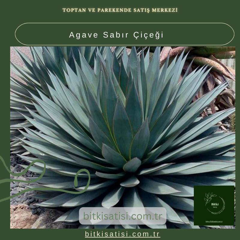 Sabırla Büyüyen Agave Sabır Çiçeği İle Bahçenizi Süsleyin