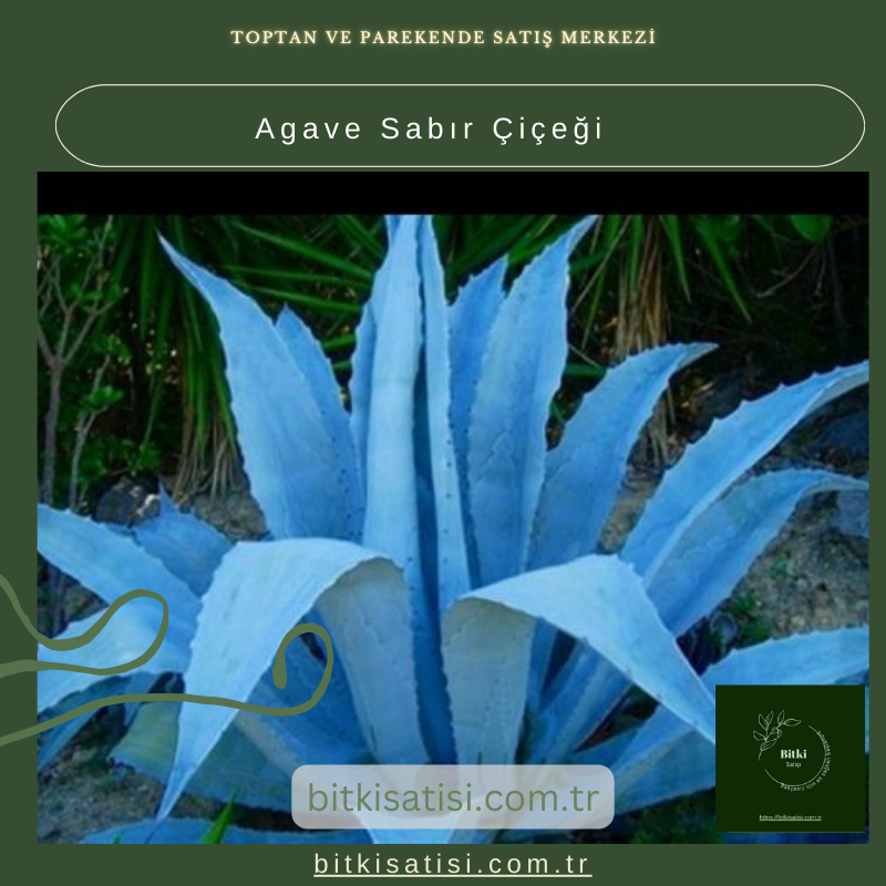 Sabırla Büyüyen Agave Sabır Çiçeği İle Bahçenizi Süsleyin