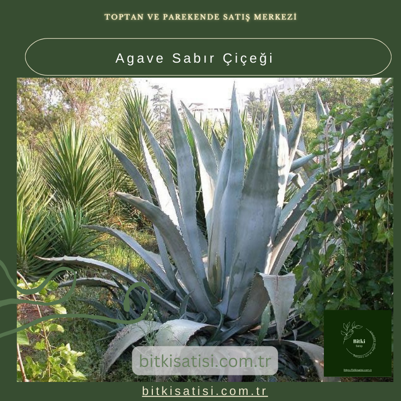 Sabırla Büyüyen Agave Sabır Çiçeği İle Bahçenizi Süsleyin