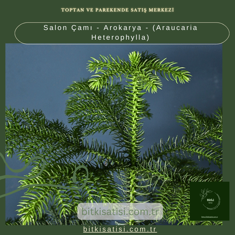 Salon Çamı - Arokarya - (Araucaria Heterophylla) Salon Çamı - Arokarya - (Araucaria Heterophylla)