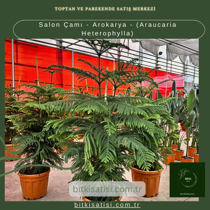 Salon Çamı - Arokarya - (Araucaria Heterophylla) Salon Çamı - Arokarya - (Araucaria Heterophylla)