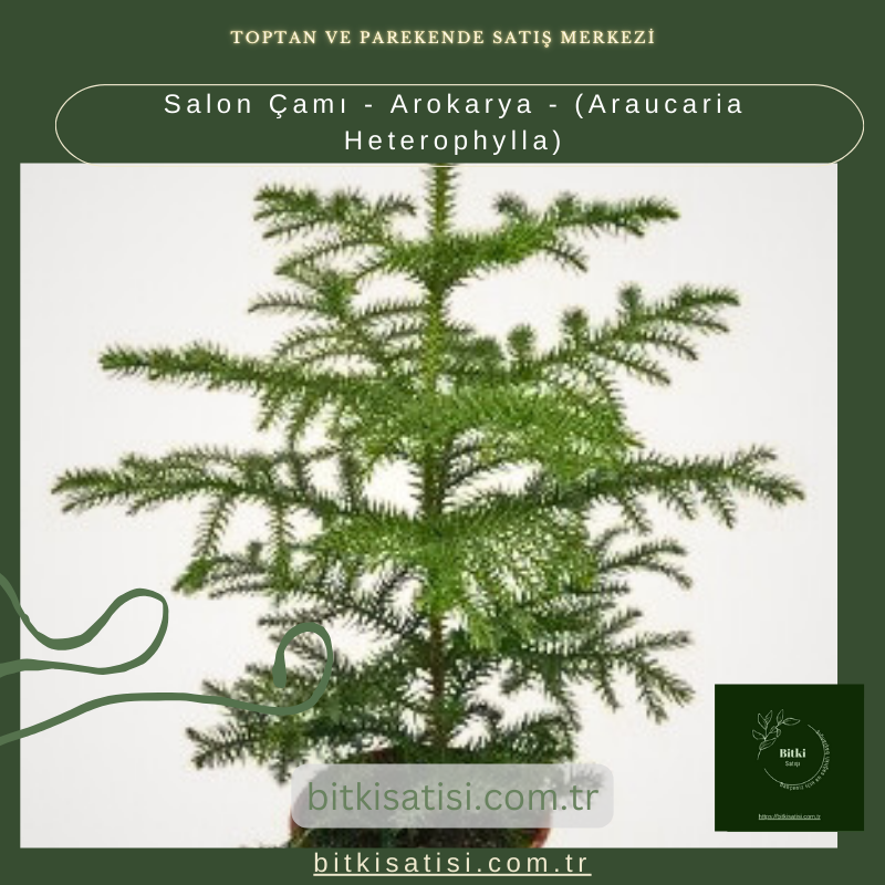 Salon Çamı - Arokarya - (Araucaria Heterophylla) Salon Çamı - Arokarya - (Araucaria Heterophylla)