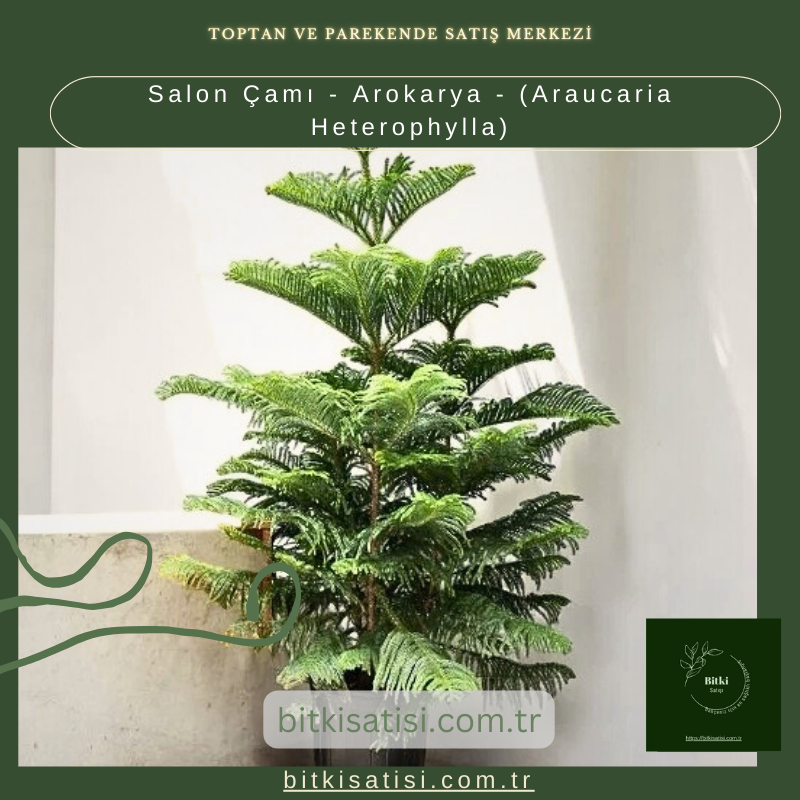 Salon Çamı - Arokarya - (Araucaria Heterophylla)
