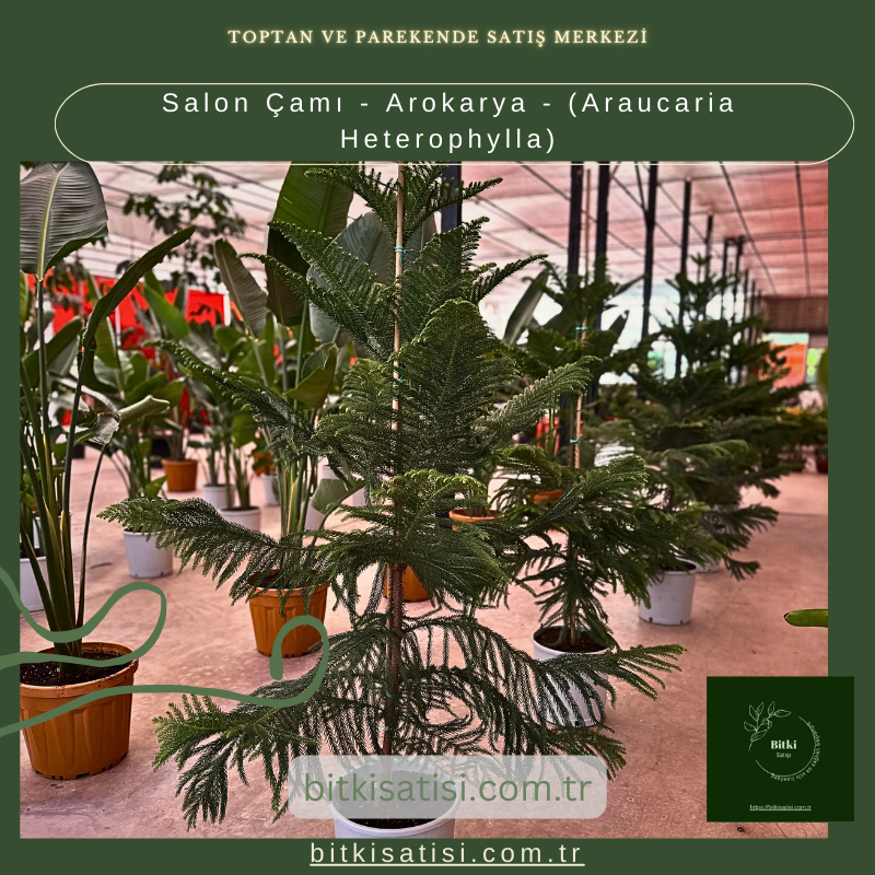 Salon Çamı - Arokarya - (Araucaria Heterophylla) Salon Çamı - Arokarya - (Araucaria Heterophylla)