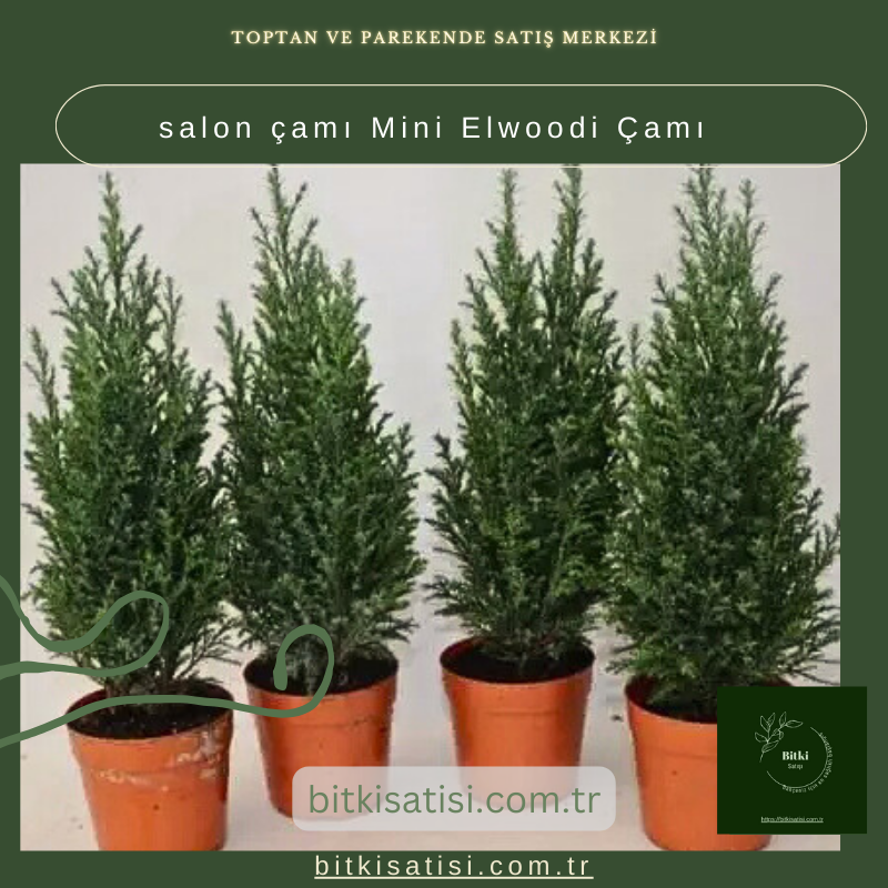 Salon Çamı Mini Elwoodi Çamı