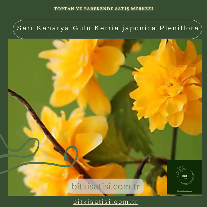 Sarı Kanarya Gülü Kerria japonica Pleniflora