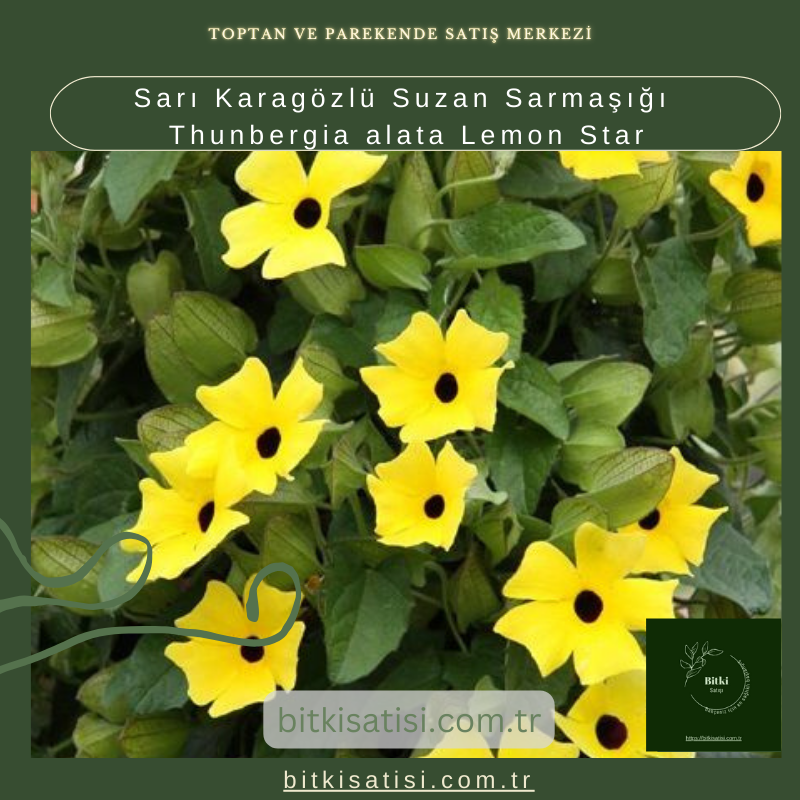 Sarı Karagözlü Suzan Sarmaşığı Thunbergia alata Lemon Star Sarı Karagözlü Suzan Sarmaşığı Thunbergia alata Lemon Star