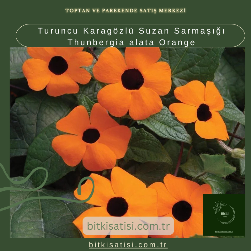 Sarı Karagözlü Suzan Sarmaşığı Thunbergia alata Lemon Star Sarı Karagözlü Suzan Sarmaşığı Thunbergia alata Lemon Star
