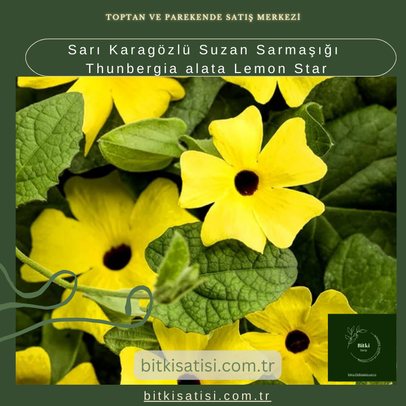Sarı Karagözlü Suzan Sarmaşığı Thunbergia alata Lemon Star Sarı Karagözlü Suzan Sarmaşığı Thunbergia alata Lemon Star