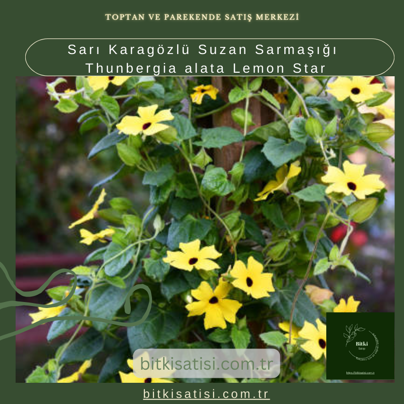 Sarı Karagözlü Suzan Sarmaşığı Thunbergia alata Lemon Star Sarı Karagözlü Suzan Sarmaşığı Thunbergia alata Lemon Star