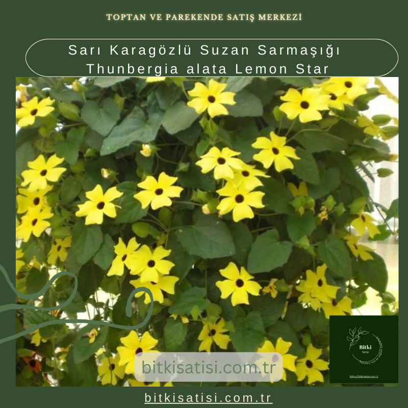 Sarı Karagözlü Suzan Sarmaşığı Thunbergia alata Lemon Star Sarı Karagözlü Suzan Sarmaşığı Thunbergia alata Lemon Star