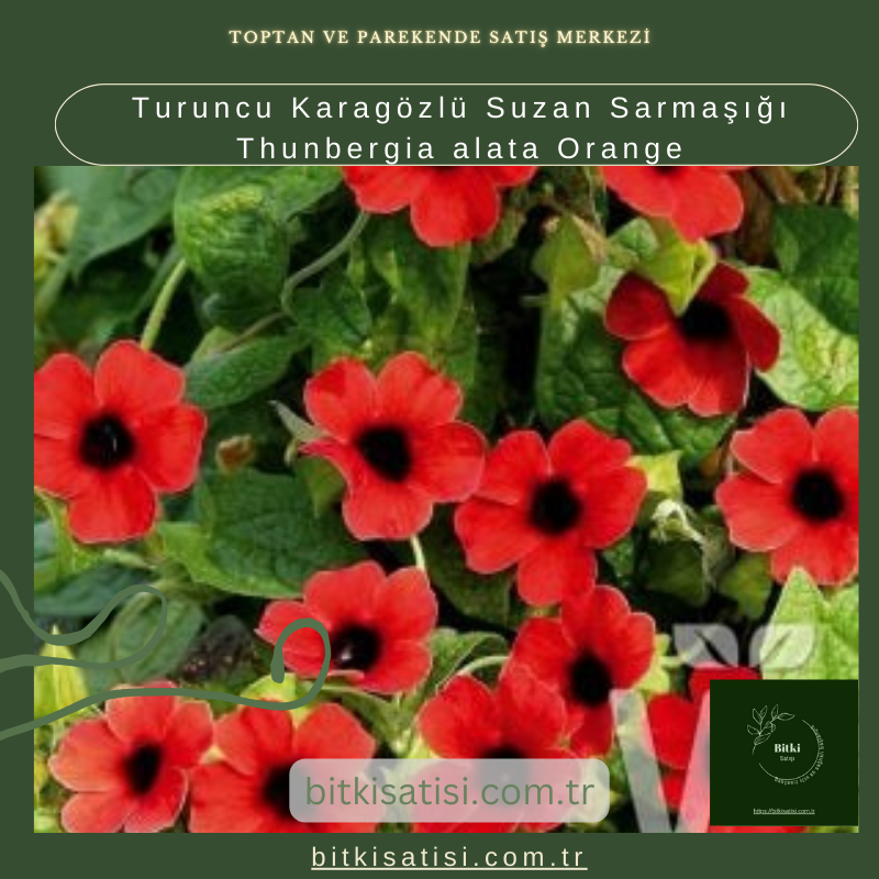 Sarı Karagözlü Suzan Sarmaşığı Thunbergia alata Lemon Star Sarı Karagözlü Suzan Sarmaşığı Thunbergia alata Lemon Star