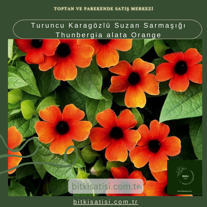 Sarı Karagözlü Suzan Sarmaşığı Thunbergia alata Lemon Star Sarı Karagözlü Suzan Sarmaşığı Thunbergia alata Lemon Star