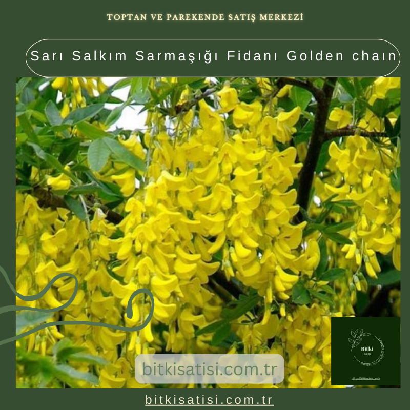Sarı Salkım Sarmaşığı Fidanı Golden chaın Sarı Salkım Sarmaşığı Fidanı Golden chaın