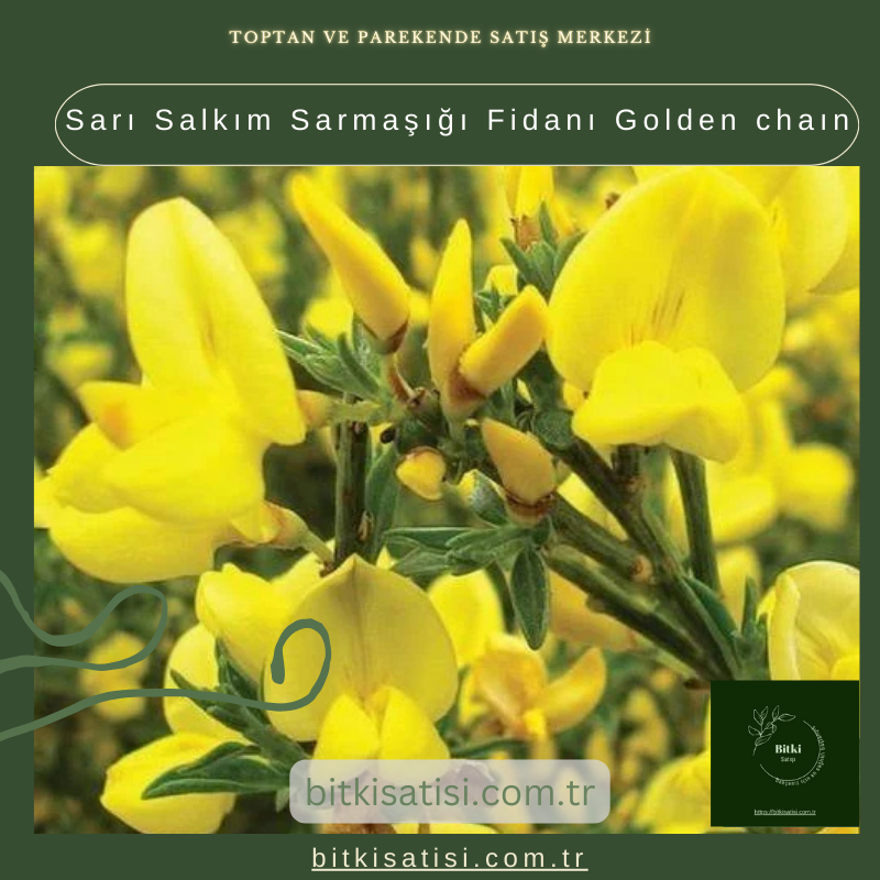 Sarı Salkım Sarmaşığı Fidanı Golden chaın Sarı Salkım Sarmaşığı Fidanı Golden chaın