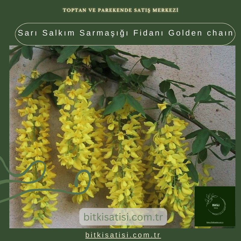 Sarı Salkım Sarmaşığı Fidanı Golden chaın Sarı Salkım Sarmaşığı Fidanı Golden chaın