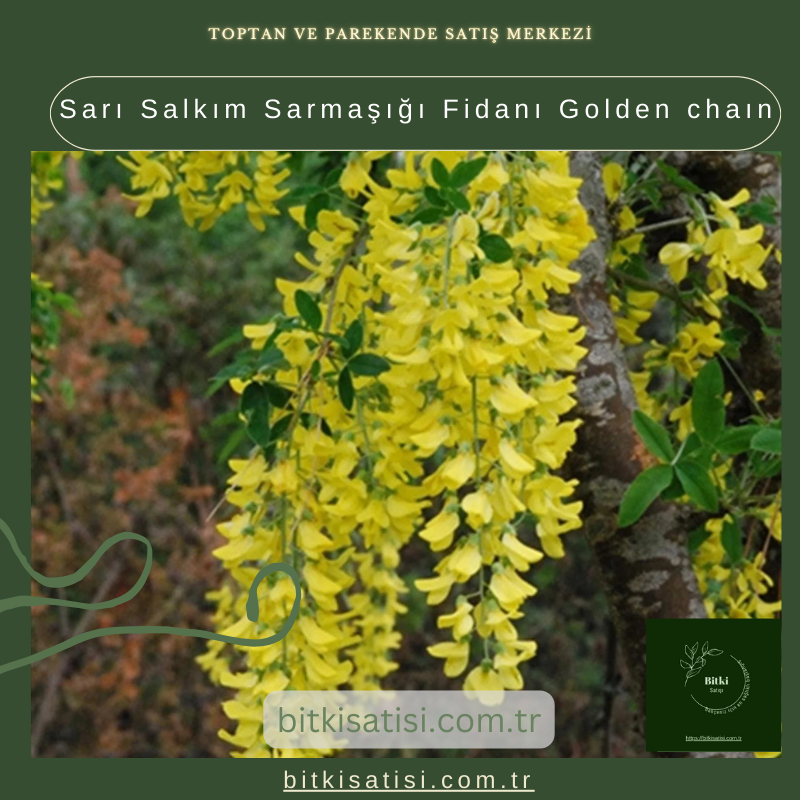 Sarı Salkım Sarmaşığı Fidanı Golden chaın Sarı Salkım Sarmaşığı Fidanı Golden chaın