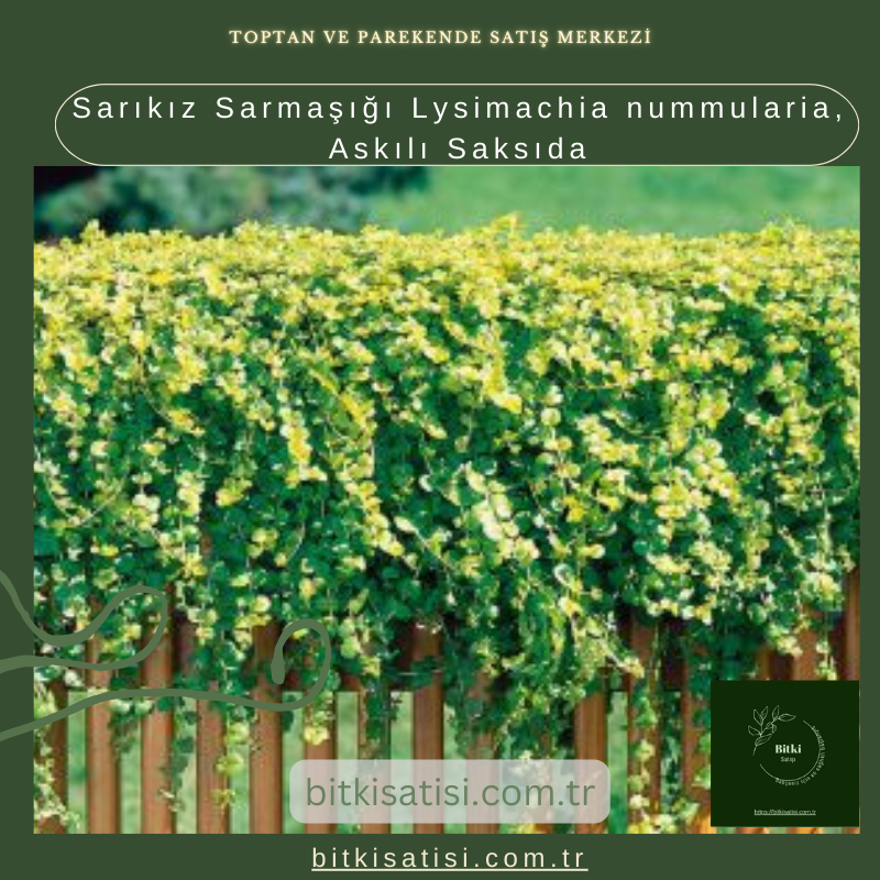 Sarıkız Sarmaşığı Lysimachia nummularia, Askılı Saksıda Sarıkız Sarmaşığı Lysimachia nummularia, Askılı Saksıda