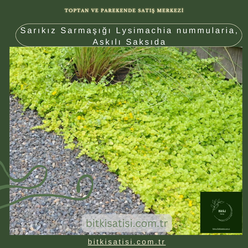 Sarıkız Sarmaşığı Lysimachia nummularia, Askılı Saksıda Sarıkız Sarmaşığı Lysimachia nummularia, Askılı Saksıda